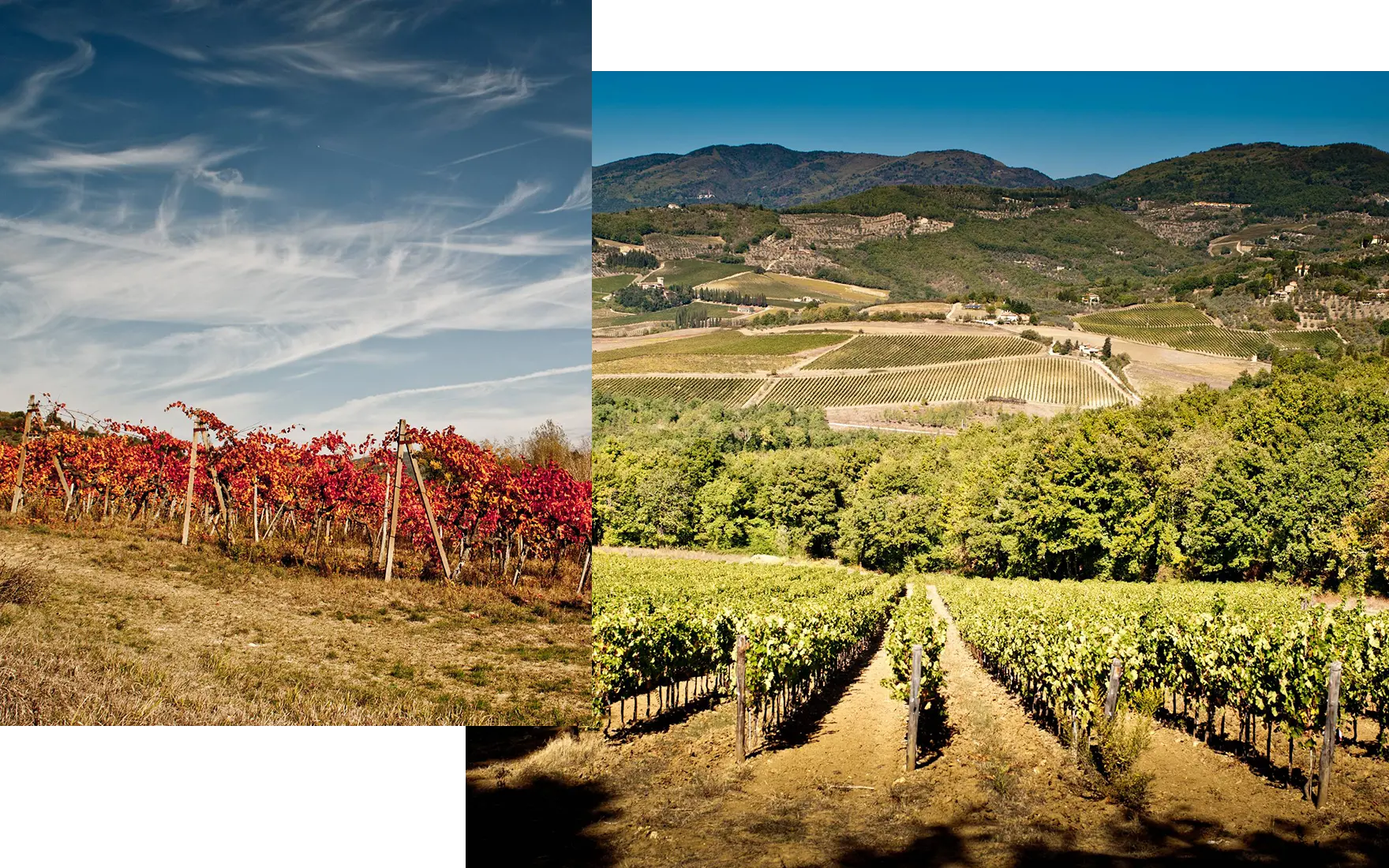Wine Tours & Tasting Wine Tours & Tasting